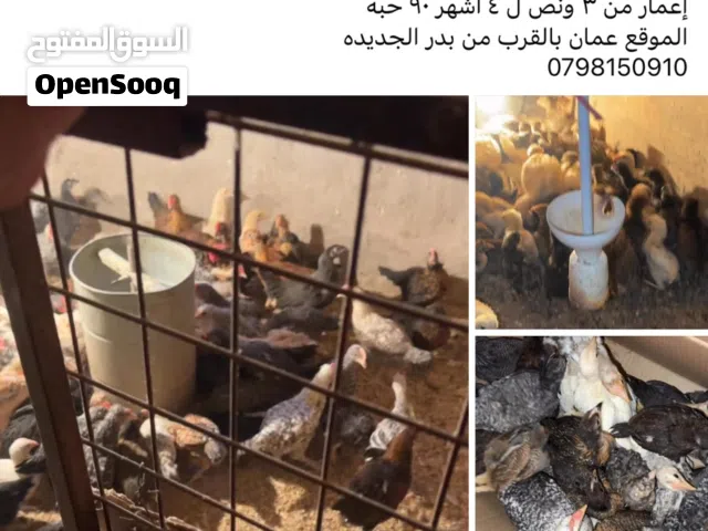 صوص بلدي للبيع أعمار مختلفه