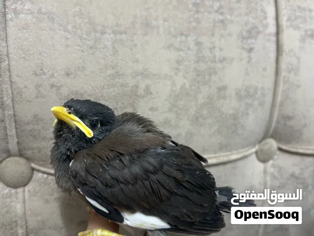 فرخ مینا مع اكل و ابره