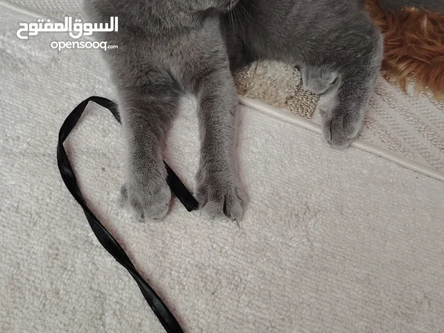 ذكر برتيش للبيع