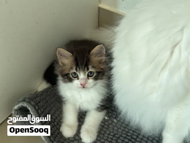 قطط الفصيلة مكس راجدول شيرازي