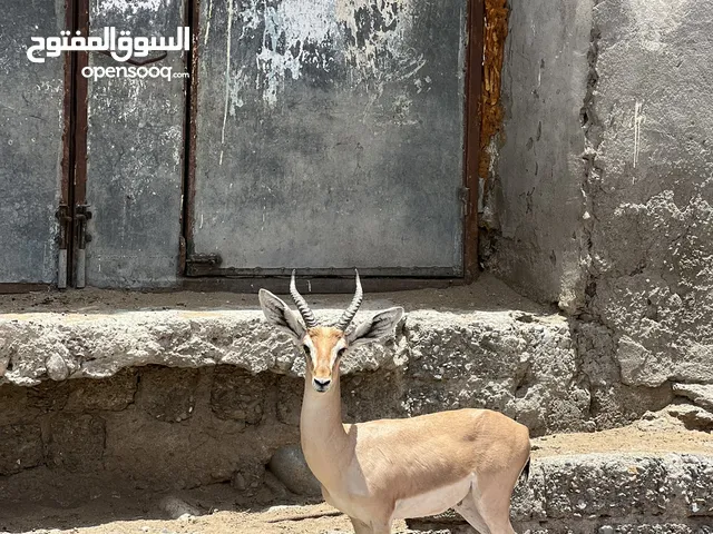 للبيع غزال ذكر