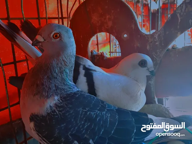 حمام للببع 60 جوز خم كامل مشكل