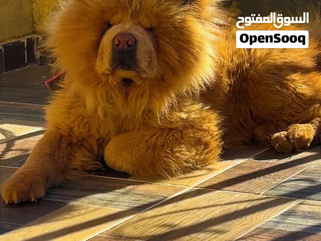 كلب تشاو تشاو