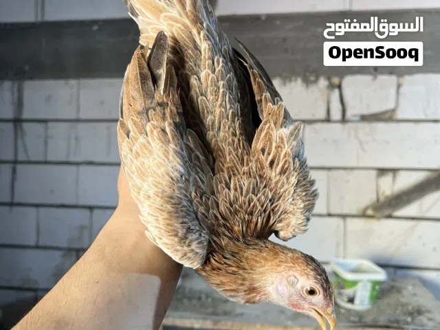 العنوان البصره