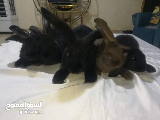 أرانب بابيون سلالة صافيه 100%ألوان ساده للبيع