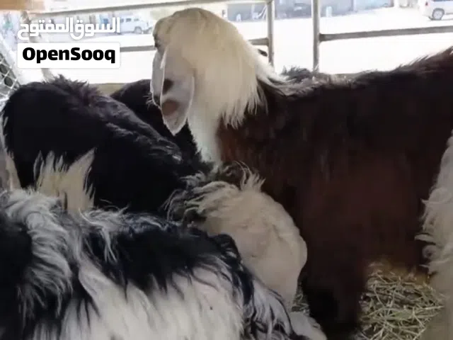 كباشة وحملات نجدي