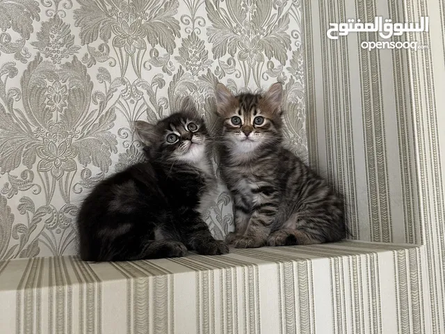 قطط مكس تركي و شيرازي