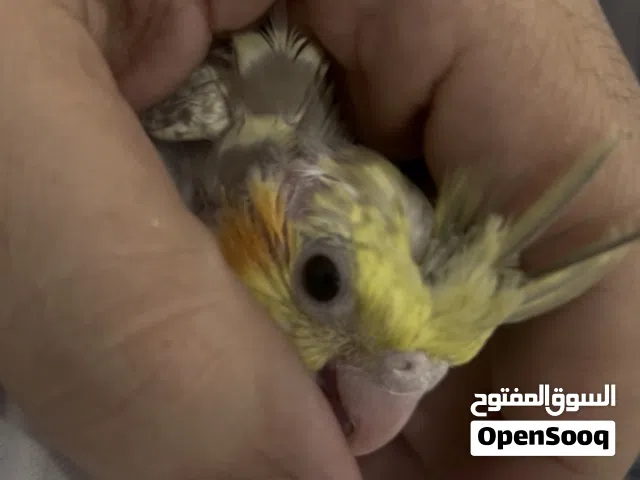 كروان نهايه عس