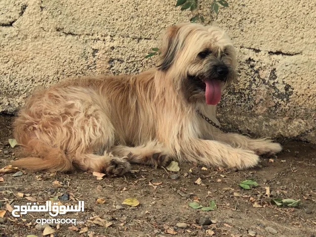 كلب اموره طيبه سليم من امراض اقرأ وصف