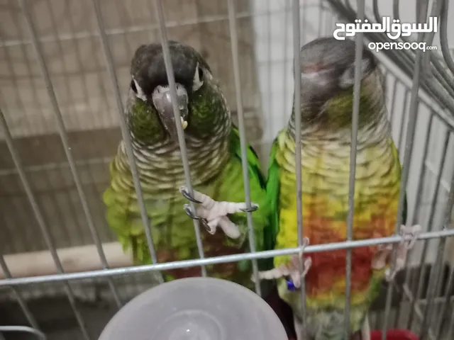 بغبغاء كنيور