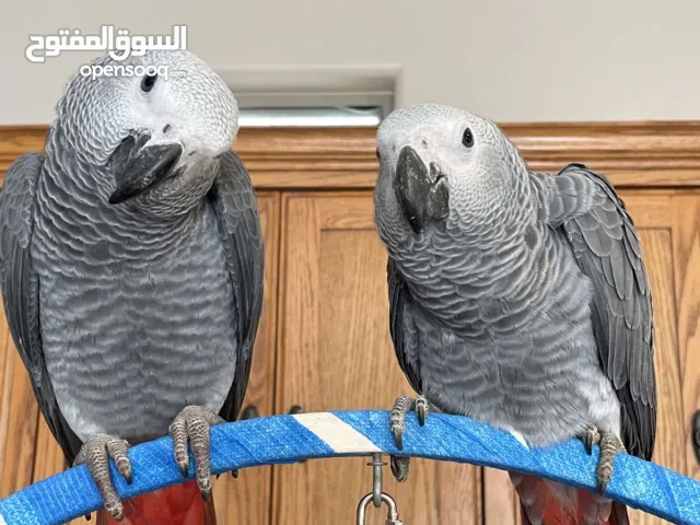 Grey African parrot