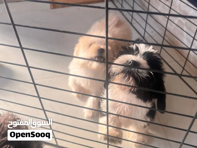 Maltipoo for sale 3000