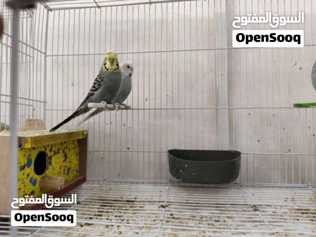 طيور حب نصاصه