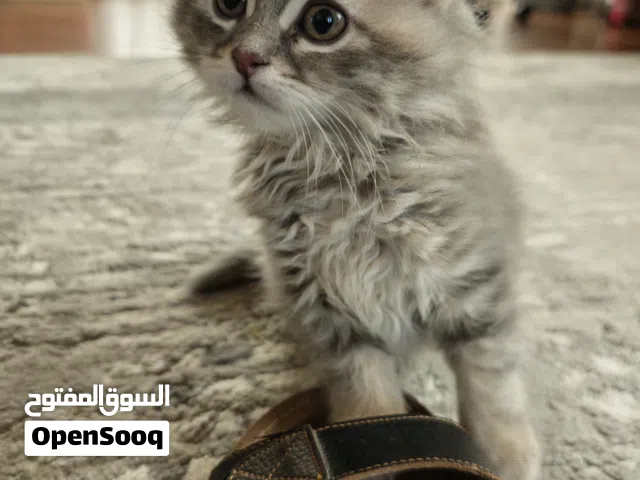 قطه شانشيلا عمرها شهرين تقريبا مع اغراضها