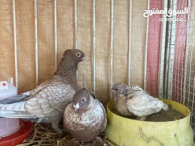 حمام زينا للبيع التواصل ولتساب خمسا صفر ثلاثة ثلاثة واحد خمسا ستا صفر