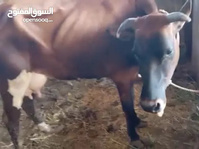 بقره مهجنه جرسي علي نمساوي موصله من شهر ثور جرسي فيها حليب ودهن رقم واحد
