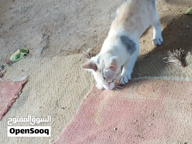 القط عمر 3 إلى 4 شهور