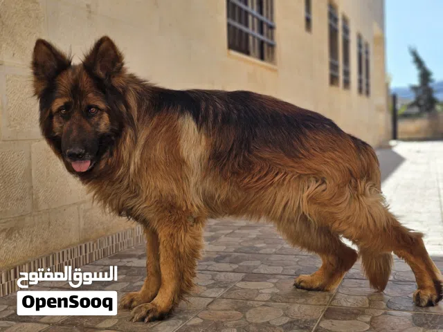 جيرمن شيبرد شو لاين مواصفات كاملة