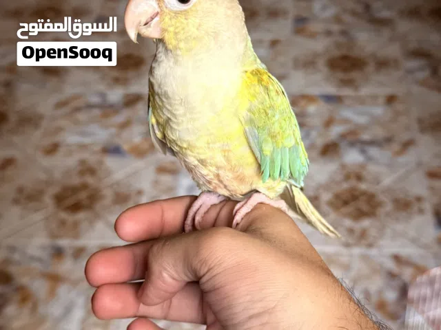 ببغاء كنيور