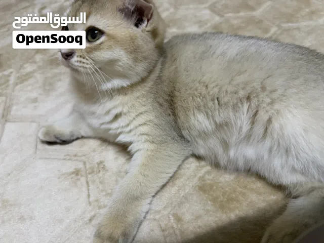 سكوتش انثى