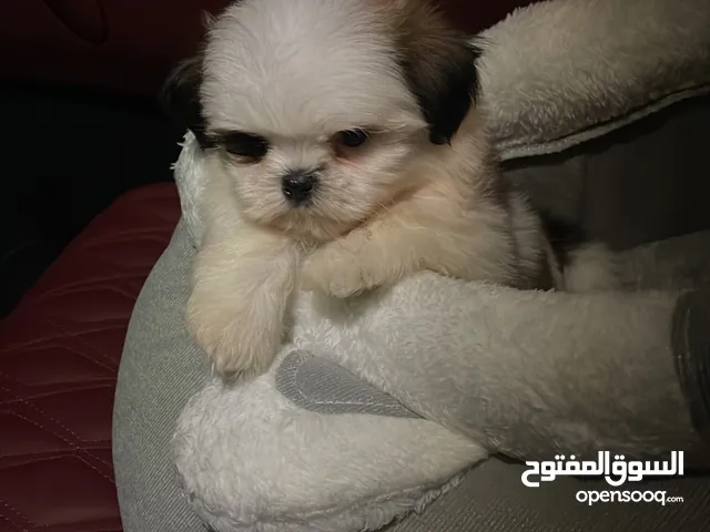 Shih Tzu Puppy 55 Days Old