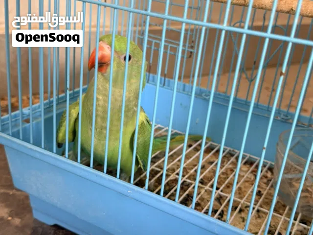 دره هندي اللون أخضر