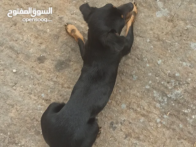 Petit chien