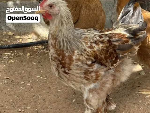 دجاج كوشن.