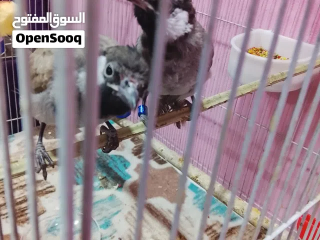 السلام عليكم بلبل ربه مخليف البيع شرط صحه حلوات مكان حمدان