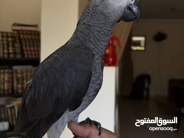 ببغاء زنجباري