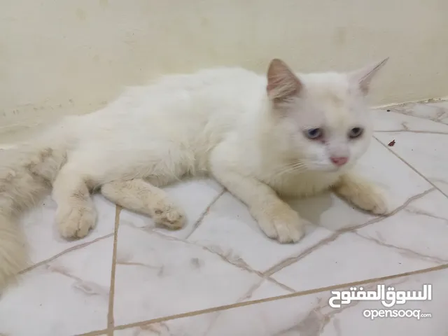 قط شيرازي أليف للبيع