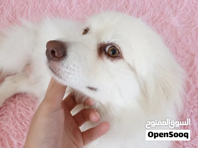 كلب بوميرينيان بيور 11 شهر