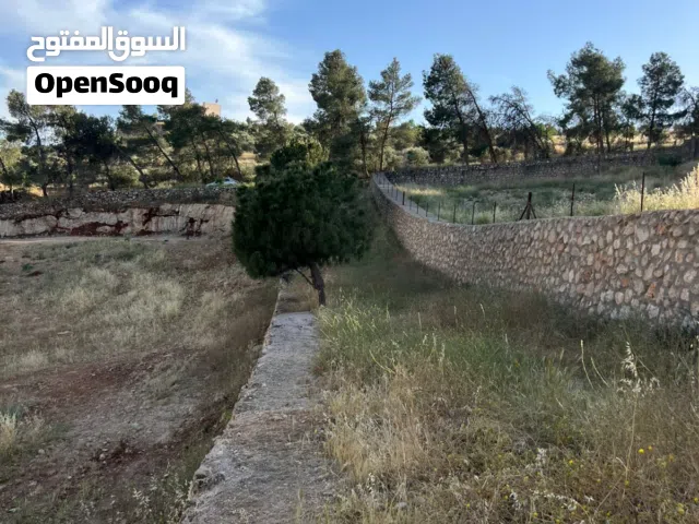Farm Land for Sale in Mafraq Dahl