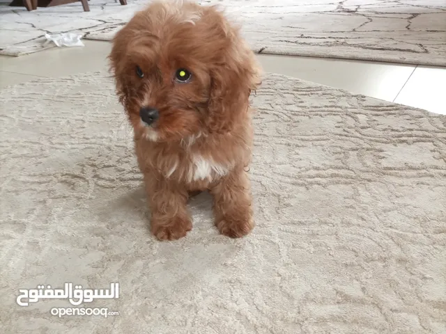 Brown Maltipoo puppy 4 months, vaccinated and dewarmed; passport available