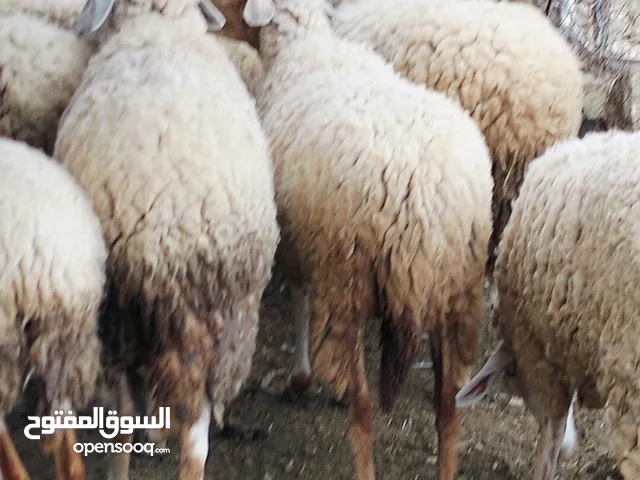 غنم النوعية غربي للبيع لكلها عشار السن حوليات ربعيات سدسات