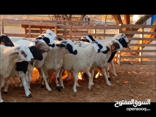 22 . خروف ربي ايبارك ماشاء الله