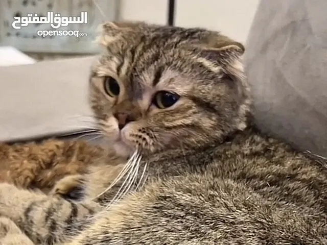 أربع قطط للتبني