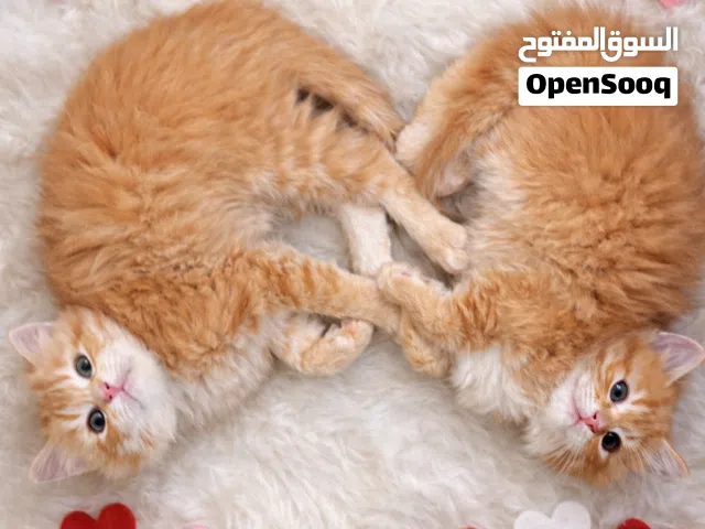 كيتن شيرازي غولد ذكر و انثى للبيع