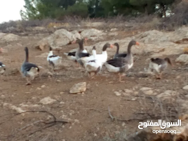 السلام عليكم ورحمة الله