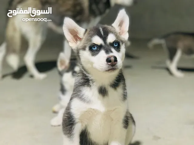 هاسكي سيبيري