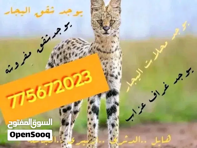 مكتب عقارات  شقق مفروشه
