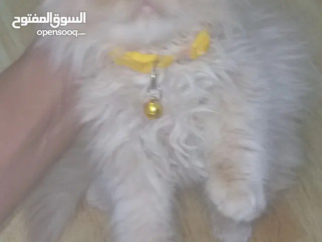 قطتين للبيع وحده هملايا والثانيه سكوتش 50 دينار الثنتين الموقع عمان