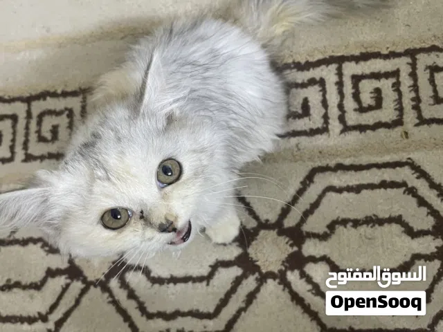 قطه انثى لبيع