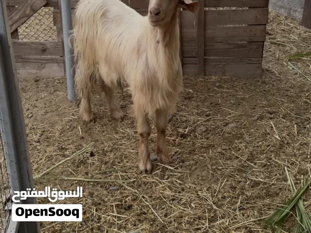 تيس جامودي ماشالله رفع ومد