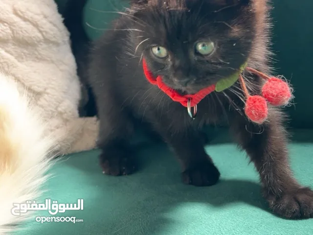 للبيع قط سكوتش ستريت اللون اسود