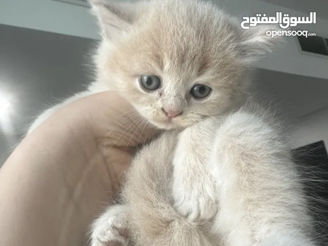 قطط شيرازي male and female Persian cat