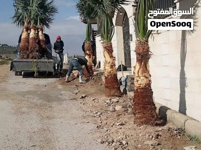 واشنطونيا زينه من مزارع الكرامه