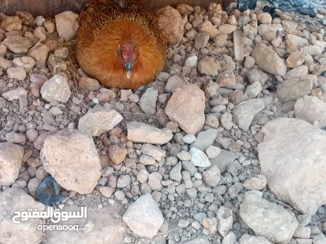 دجاجتين راقدات بدون بيض