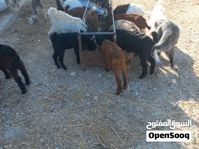 العدد 27سخله وجدي العمر من شهرين إلى اربع شهور في منهم شعاري