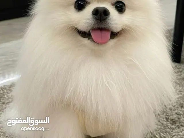 كلبة بومينريان 3 اشهر للبيع